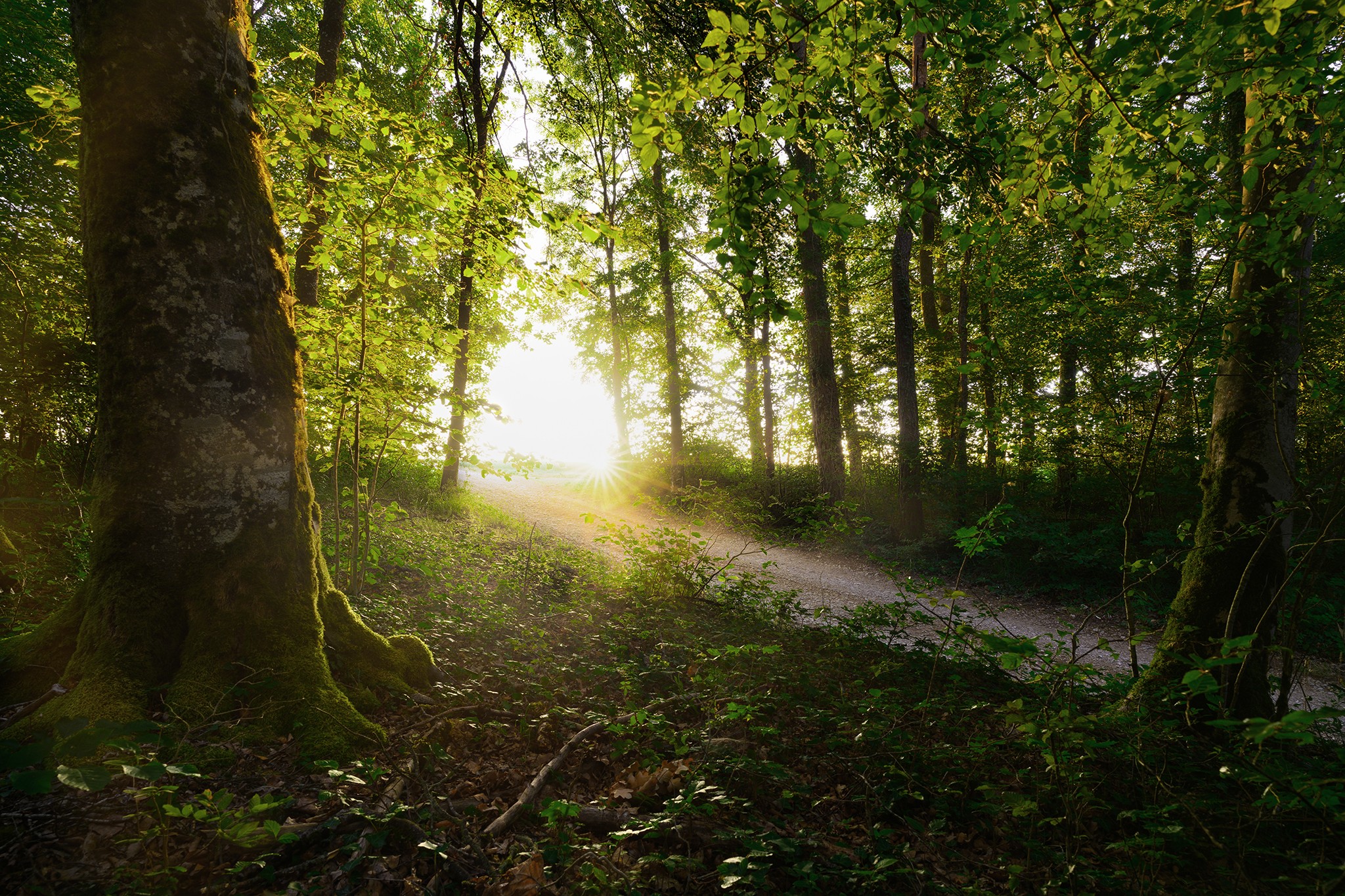 Lever de soleil au travers de la forêt de hêtres vosgienne| Lorraine - Neufchateau